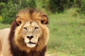 CAC EMITE GRATUITAMENTE COMPROVANTE DE RENDIMENTOS DO INSS PARA DECLARAÇÃO DO IMPOSTO DE RENDA