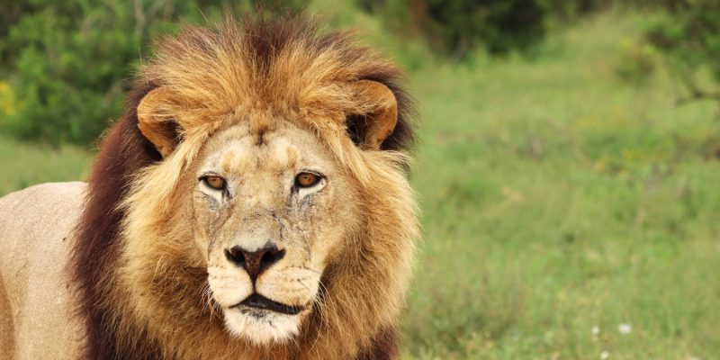 CAC EMITE GRATUITAMENTE COMPROVANTE DE RENDIMENTOS DO INSS PARA DECLARAÇÃO DO IMPOSTO DE RENDA